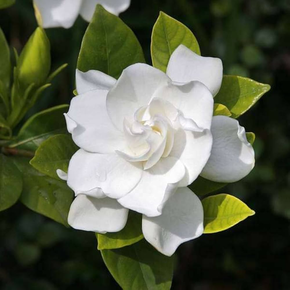 White Loral flower seeds