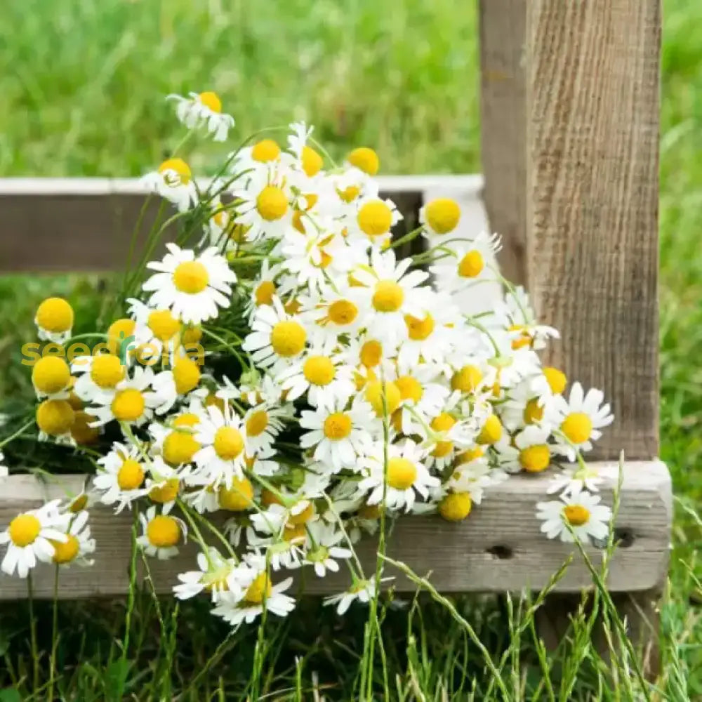 White German flower seeds
