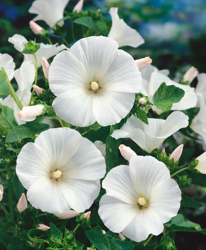 White Lavatera flower seeds