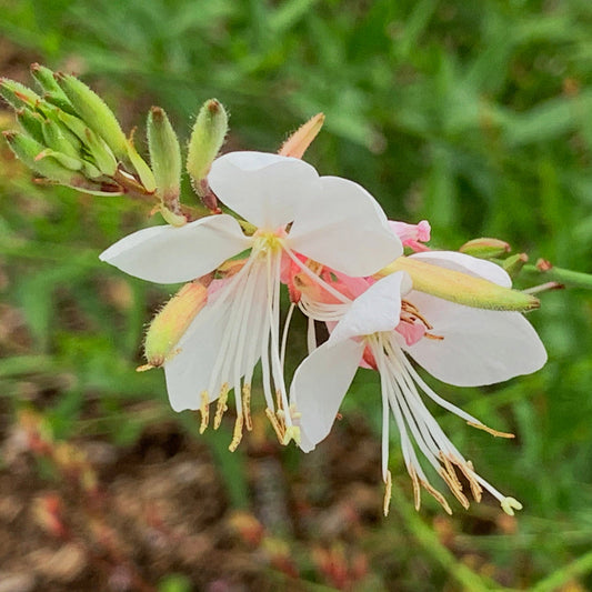 White Lindheimeri flower seeds