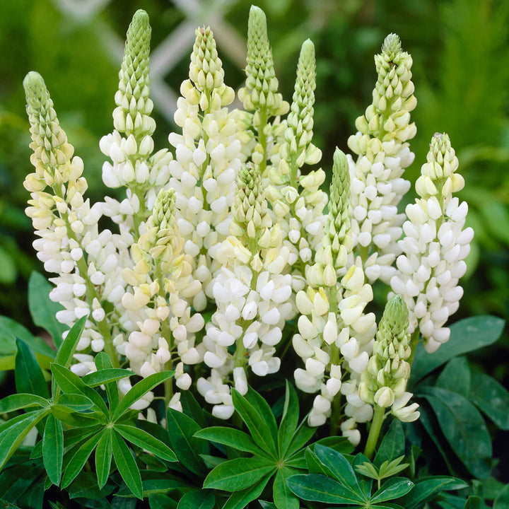 White Lupine flower seeds