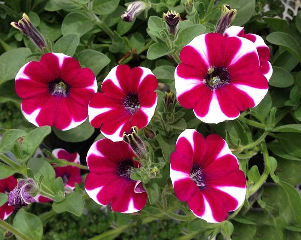 White Maroon flower seeds
