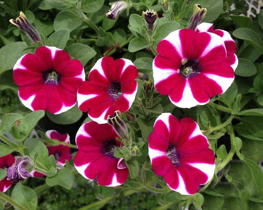 White Maroon flower seeds
