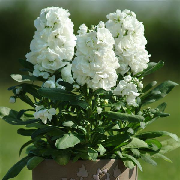 White Matthiola flower seeds