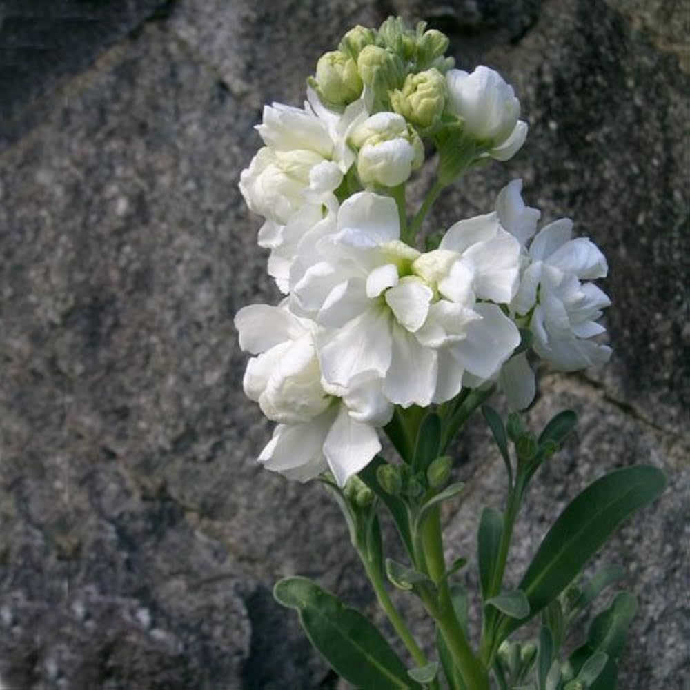 White Matthiola flower seeds