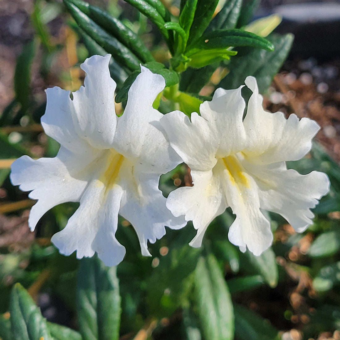 White Mimulus flower seeds