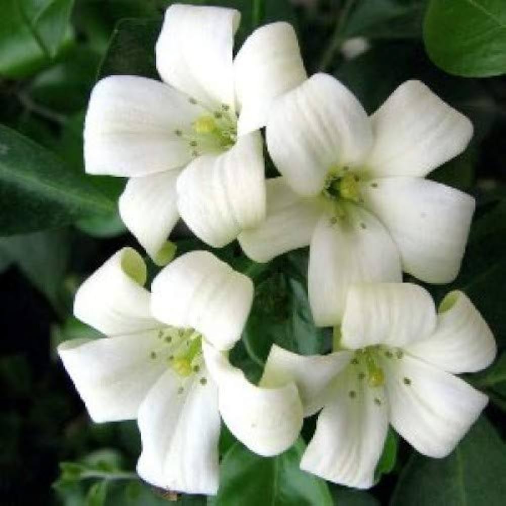 White Murraya flower seeds