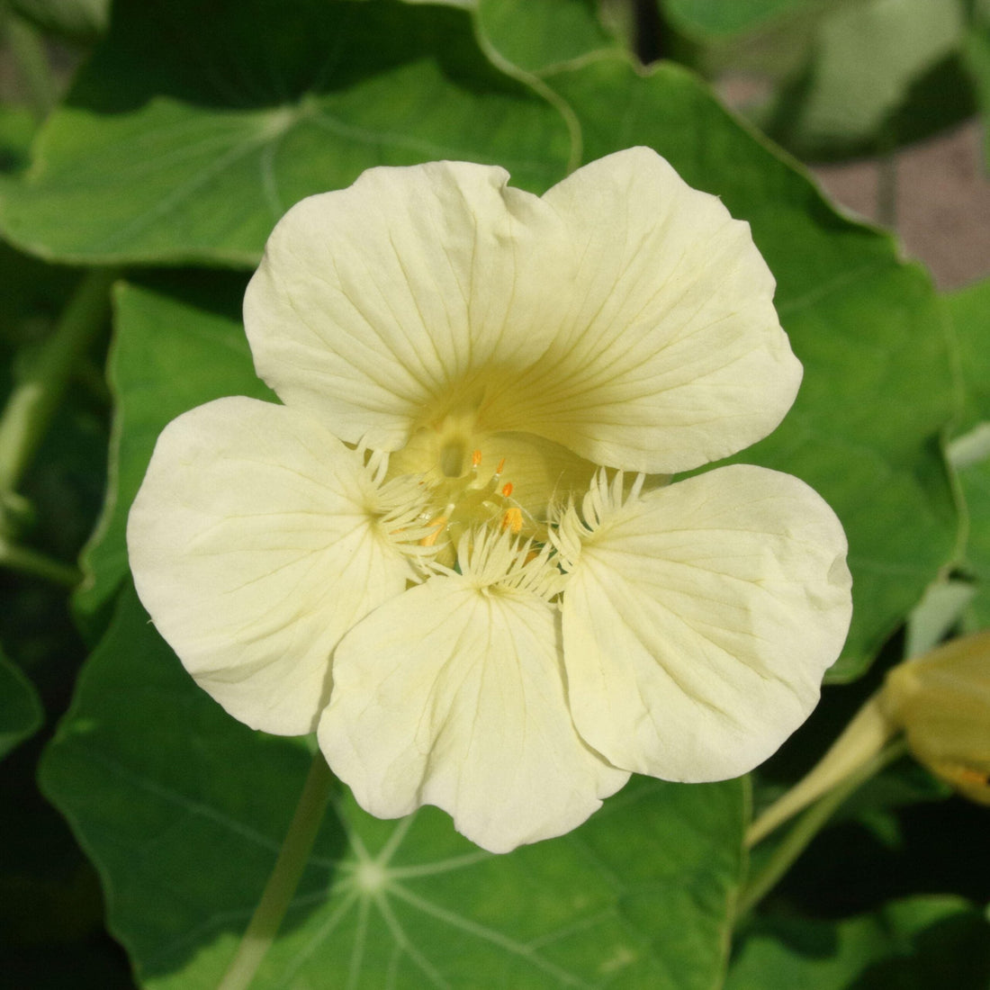 White Nasturtium flower seeds