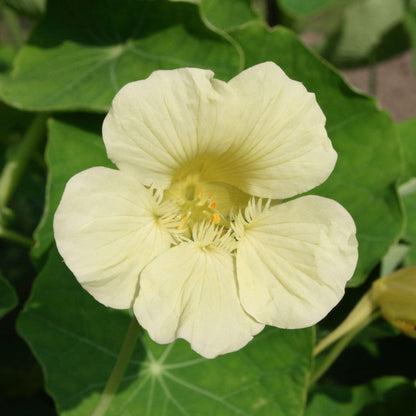 White Nasturtium flower seeds