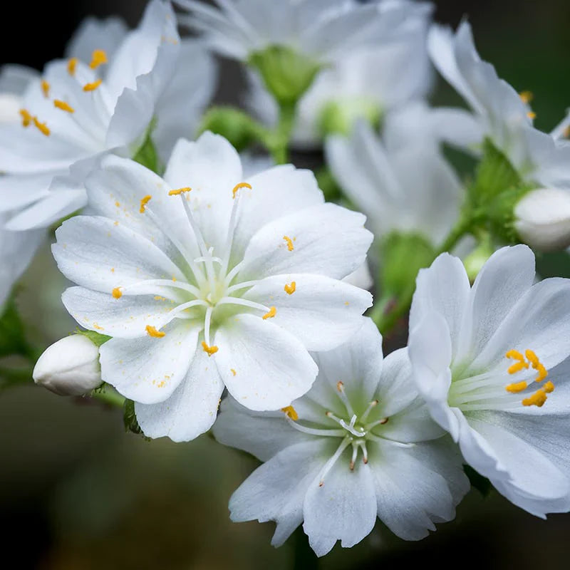 White Nevada flower seeds