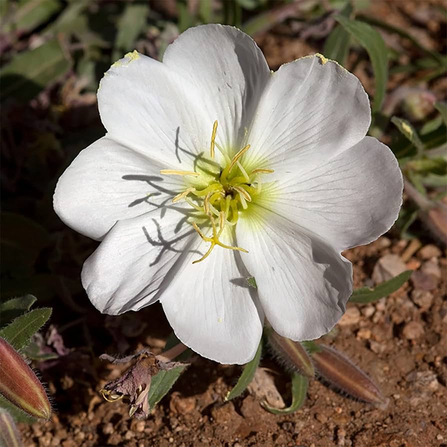 White Oenothera flower seeds