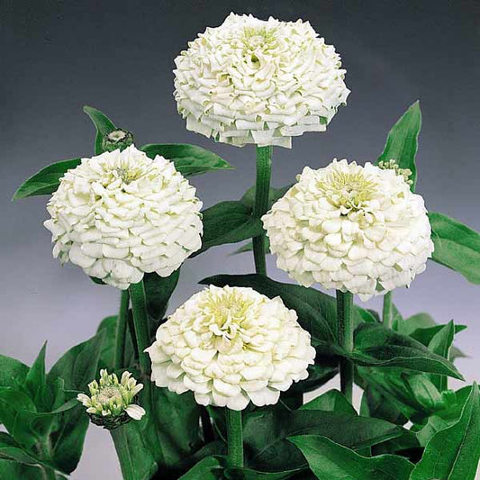 White Oklahoma flower seeds