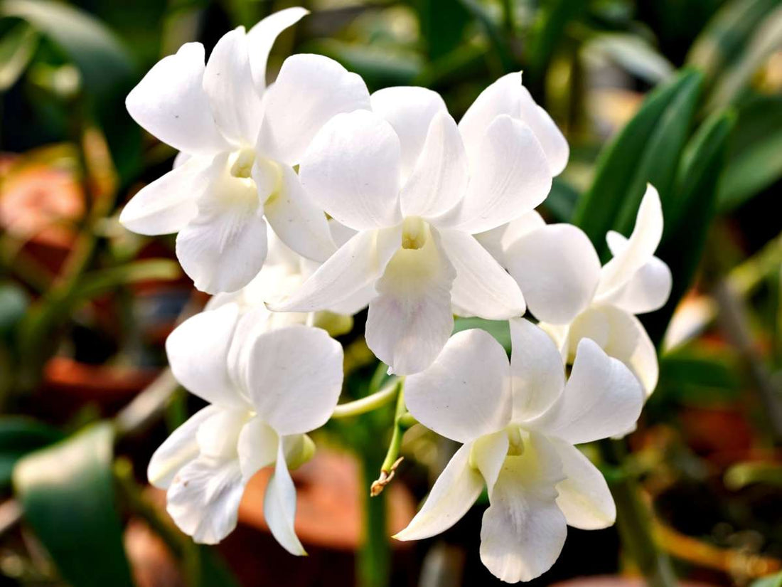 White Orchid flower seeds