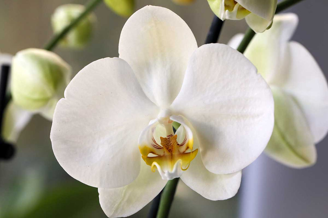 White Orchid flower seeds