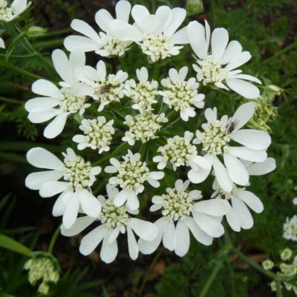 White Orlaya flower seeds