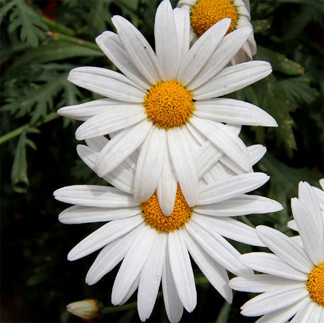 White Paludosum flower seeds