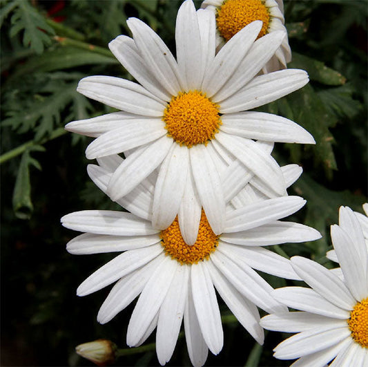 White Paludosum flower seeds