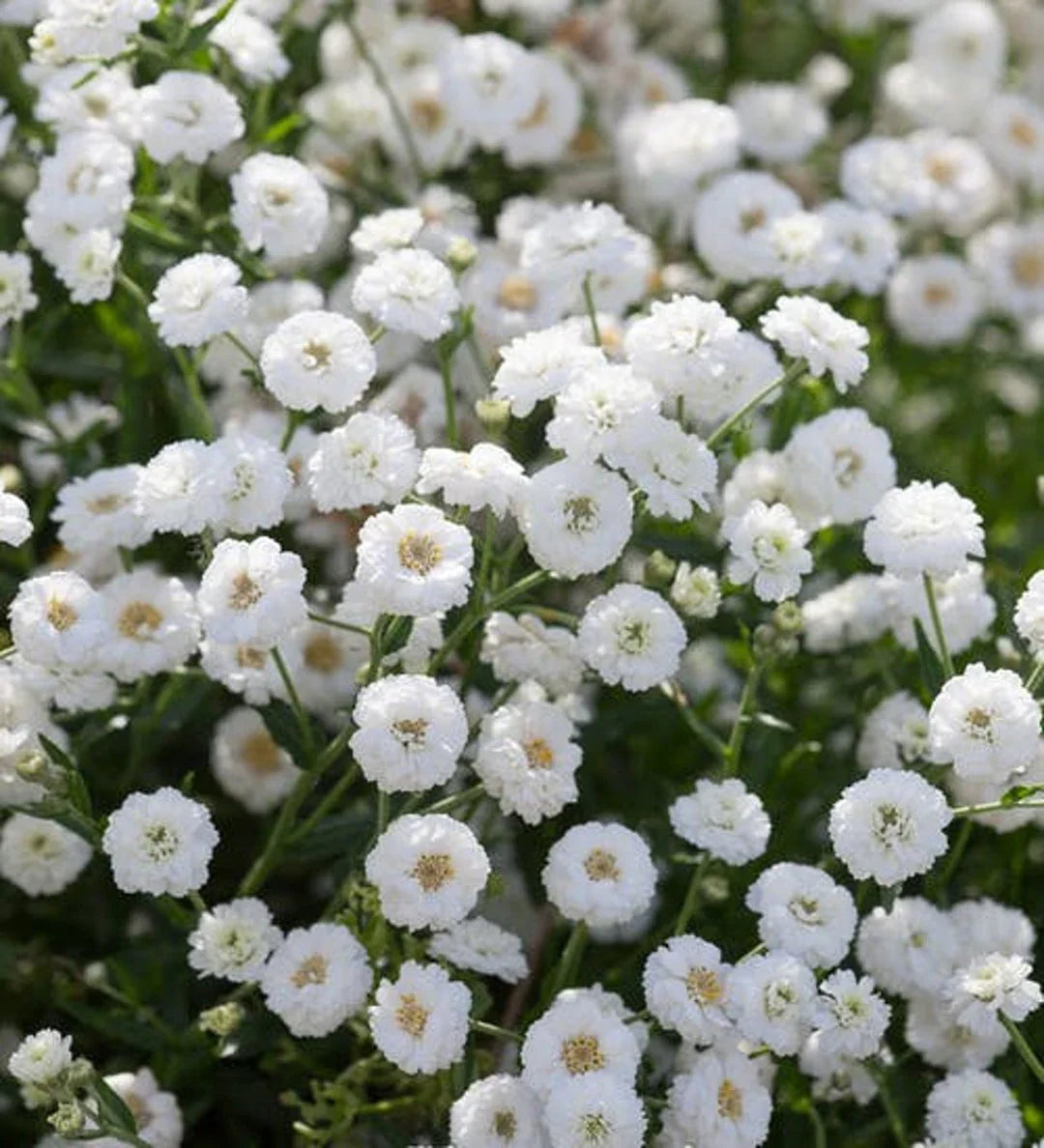 White Pellitory flower seeds