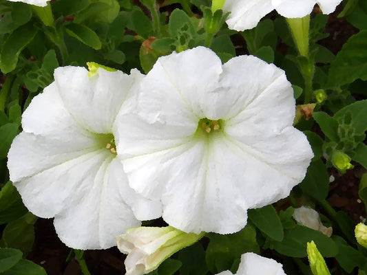White Petunia flower seeds