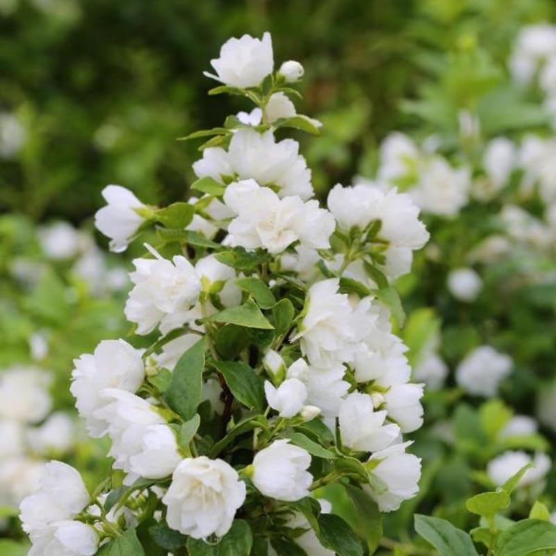 White Philadelphus flower seeds