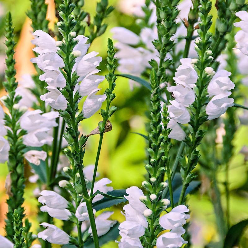 White Physostegia flower seeds