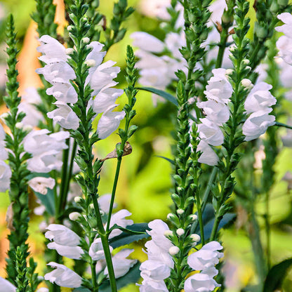White Physostegia flower seeds