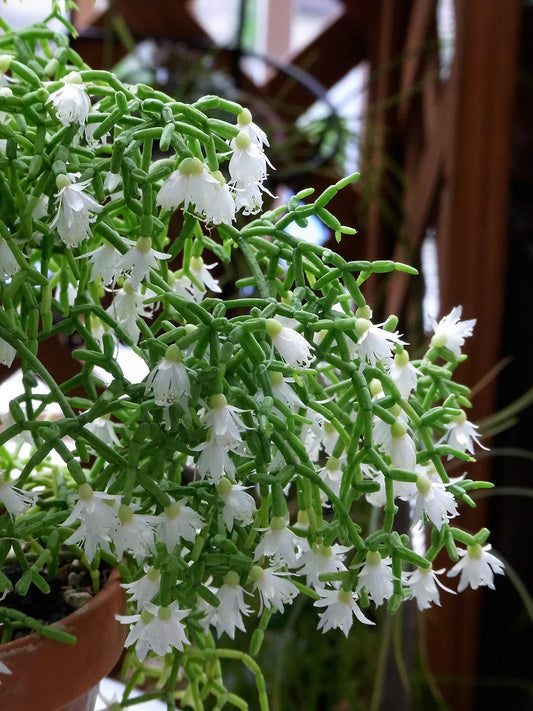 White Pilocarpa flower seeds