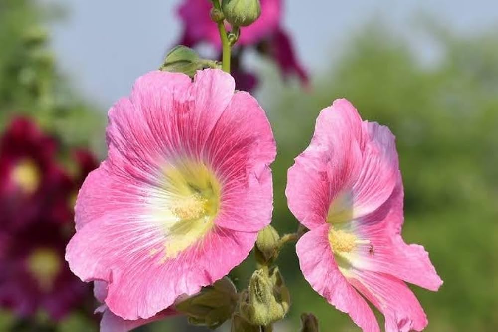 White Pink flower seeds