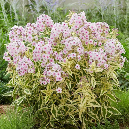White Pink flower seeds