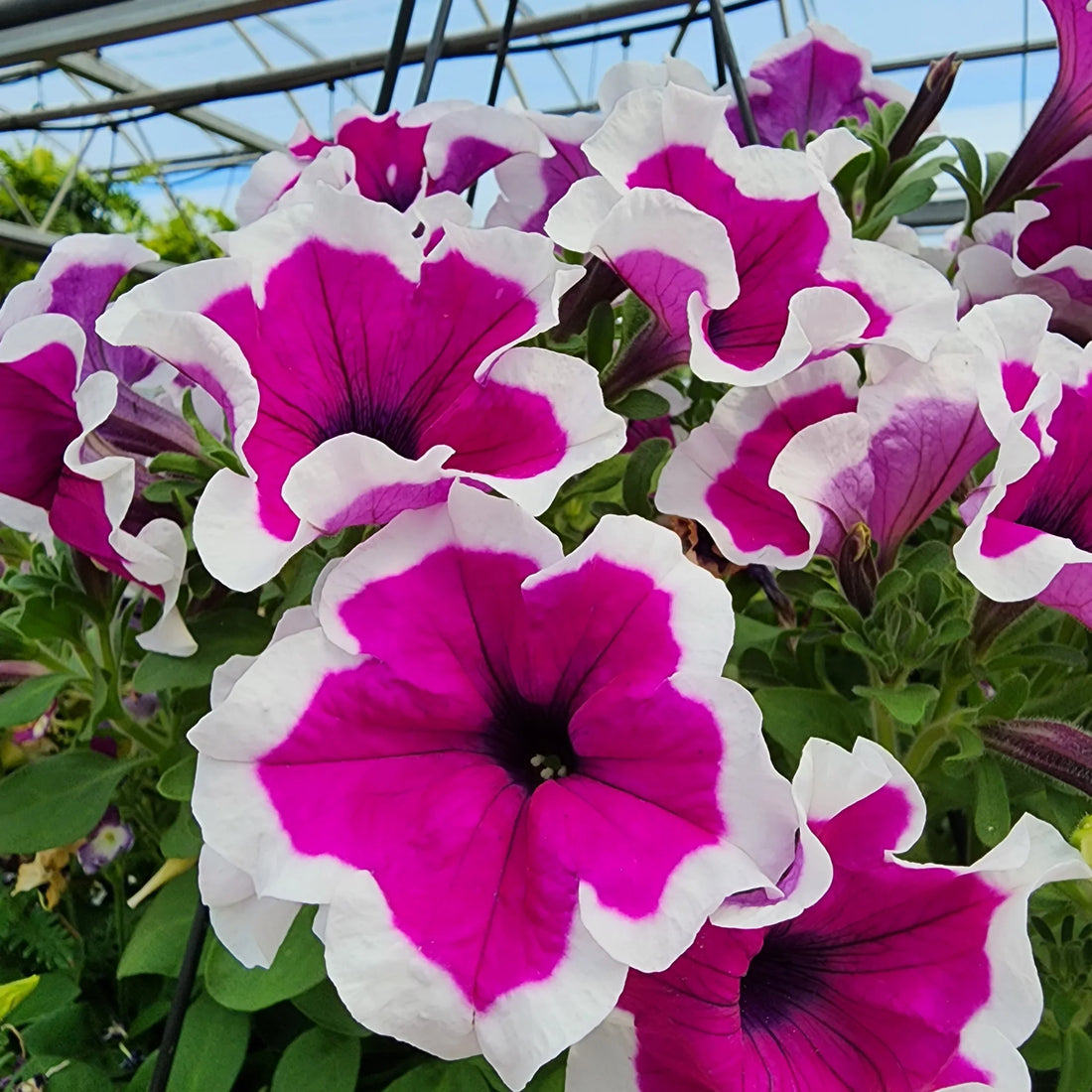 White Pink flower seeds