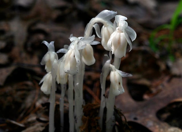White Pipe flower seeds