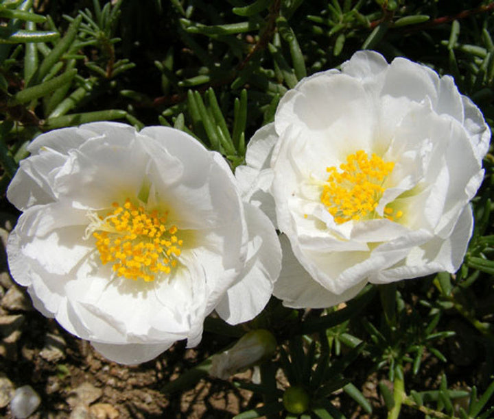 White Portulaca flower seeds