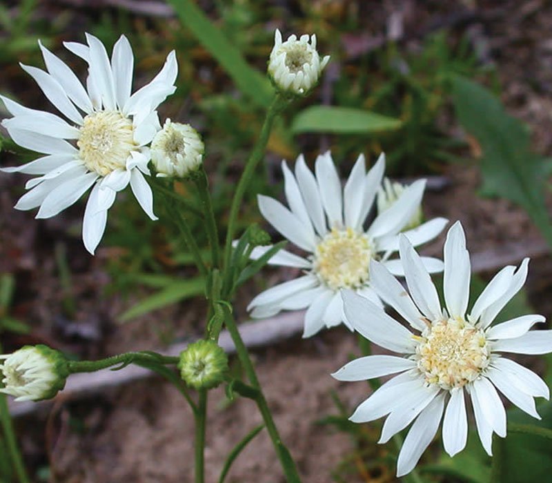 White Ptarmic flower seeds