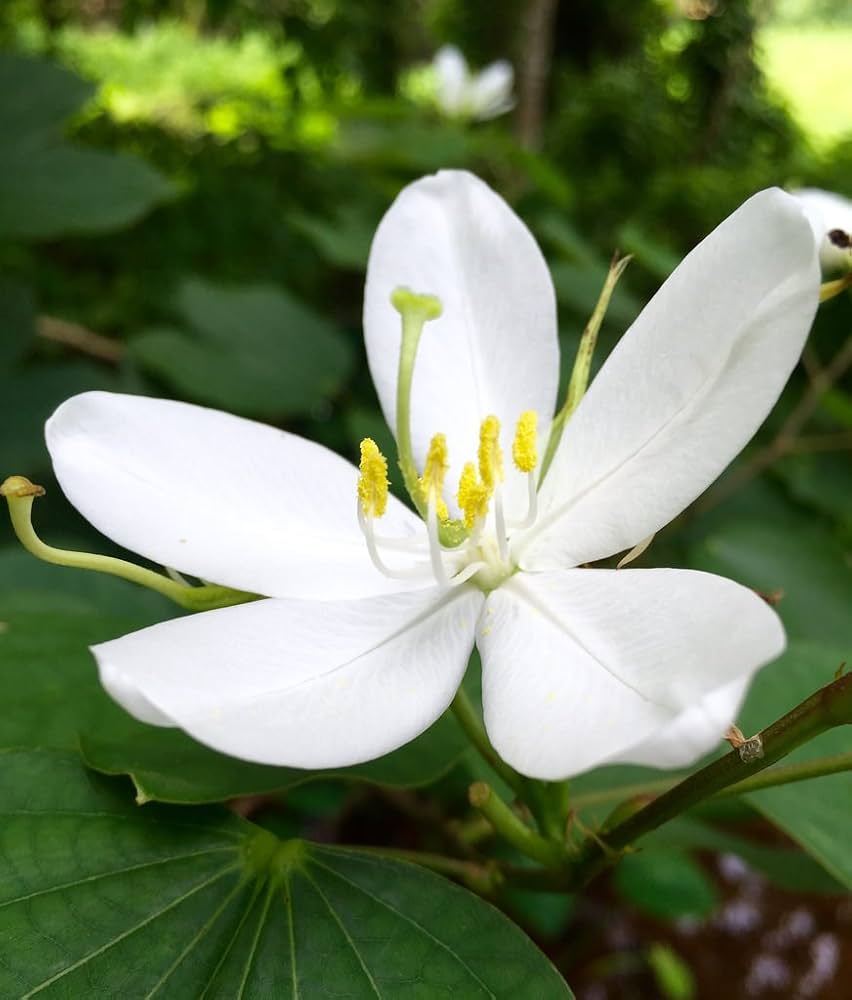 White Racemosa flower seeds