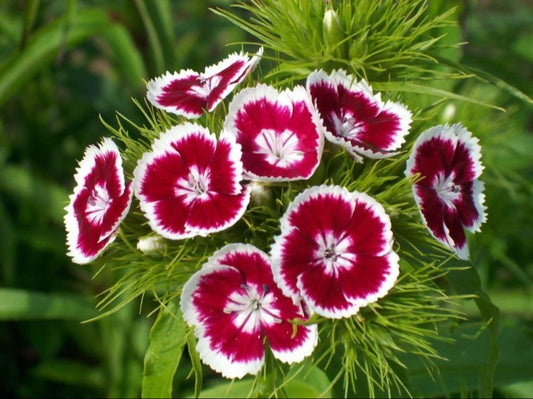 White Red flower seeds