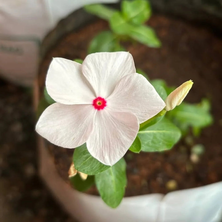 White Vinca flower seeds