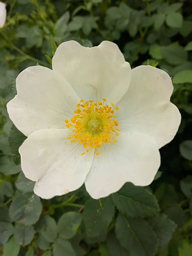 White Rosa flower seeds