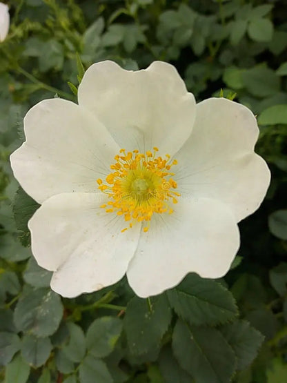 White Rosa flower seeds