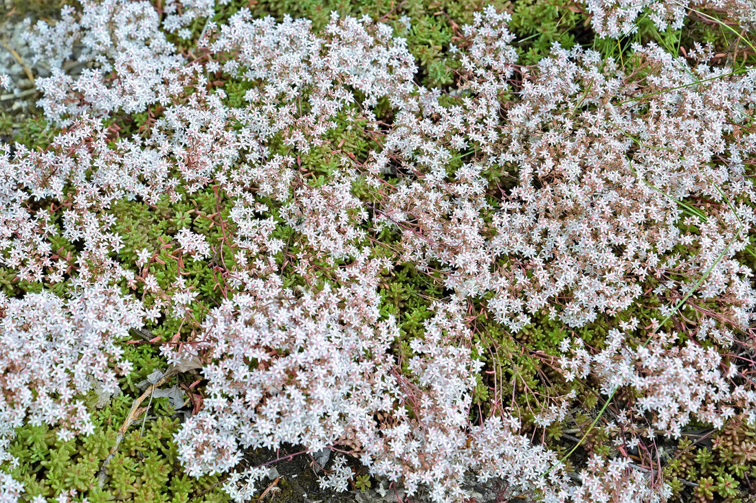 White Sedum flower seeds