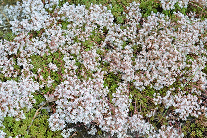 White Sedum flower seeds