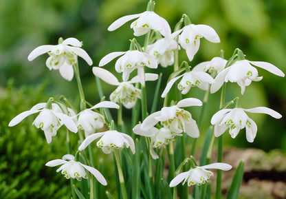 White Snowdrop flower seeds