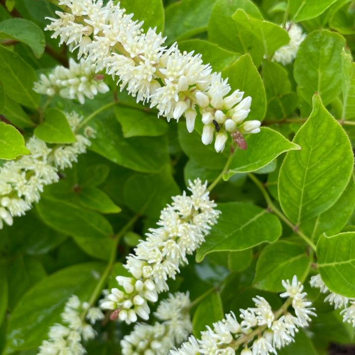 White Sweetspire flower seeds