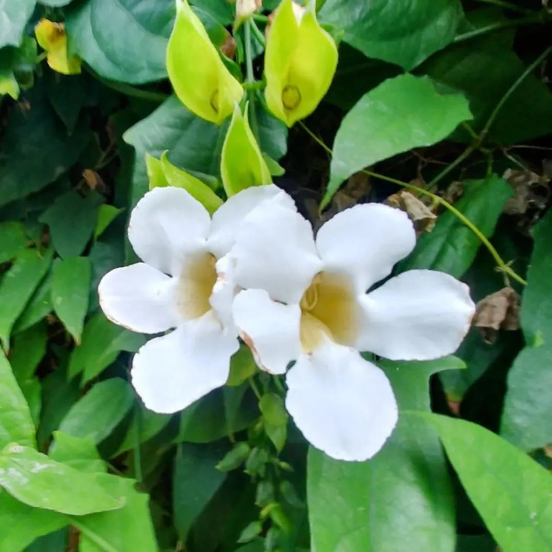 White Thunbergia flower seeds