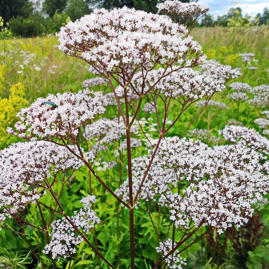 White Valeriana flower seeds