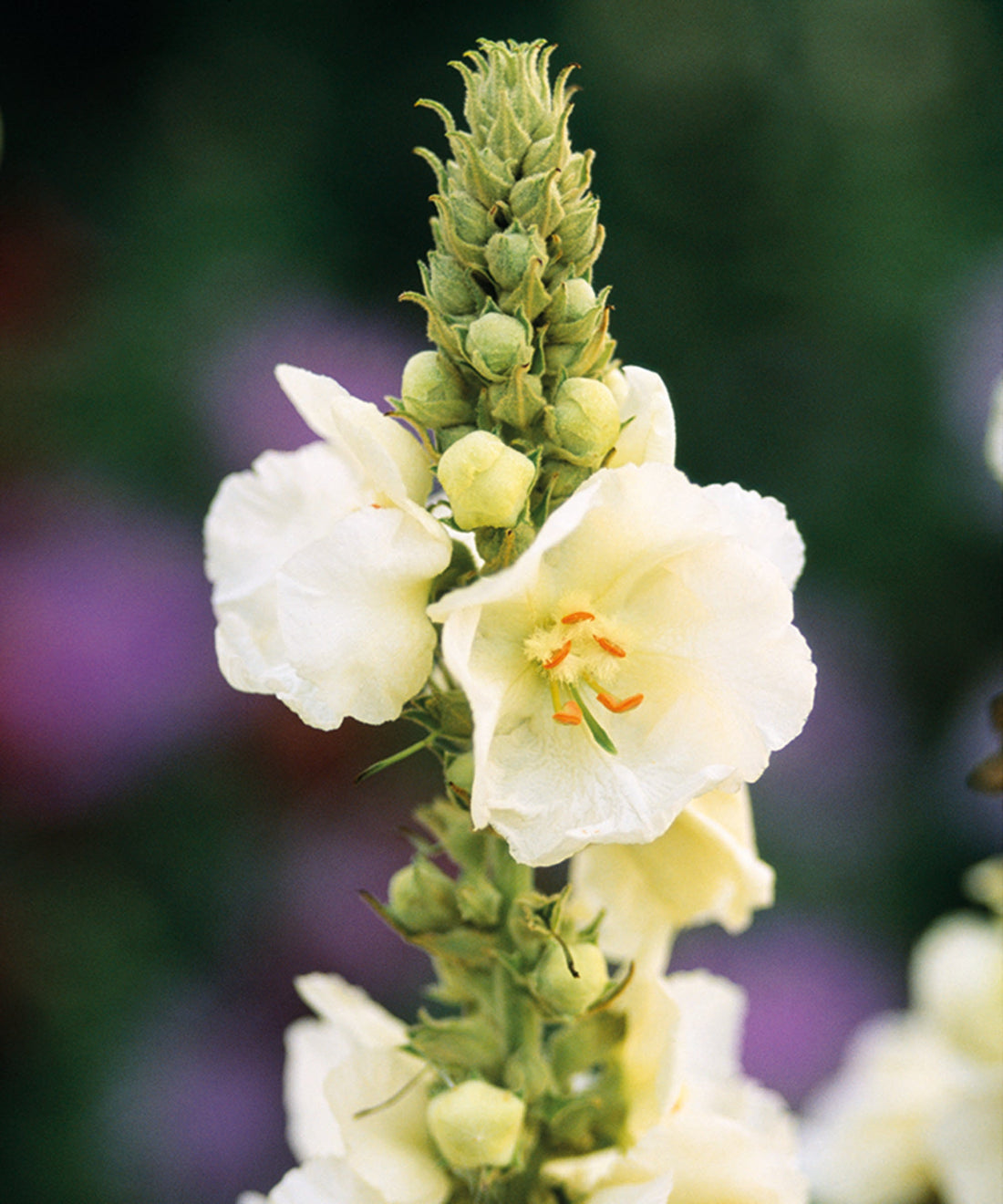 White Verbascum flower seeds