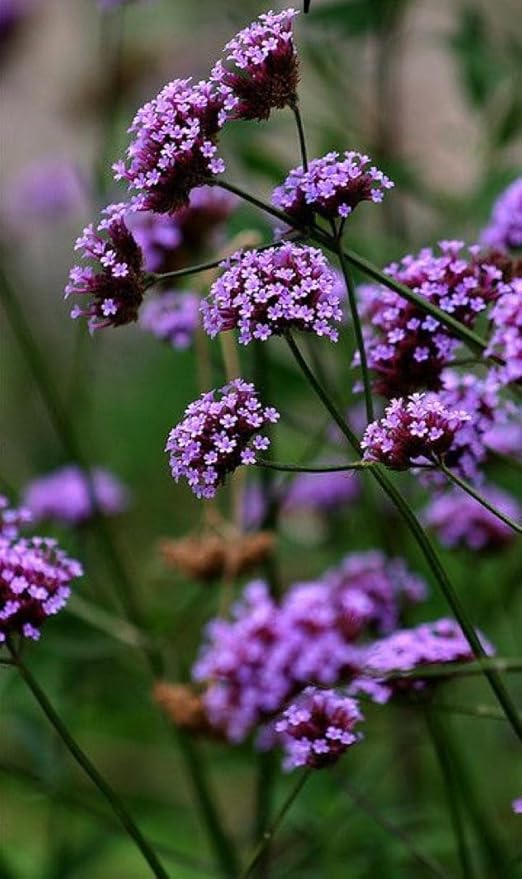 White Verbena flower seeds