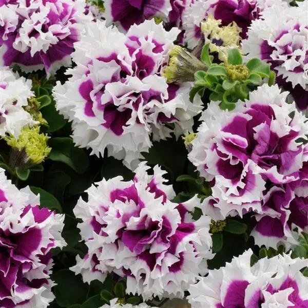 White Violet flower seeds