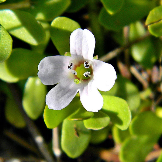 White Waterhyssop flower seeds