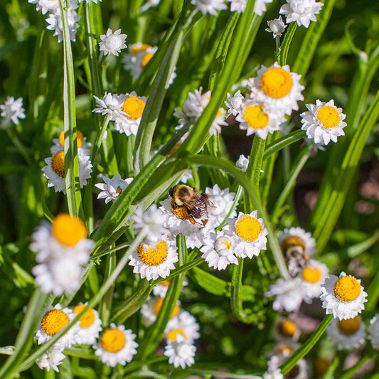 White Winged flower seeds