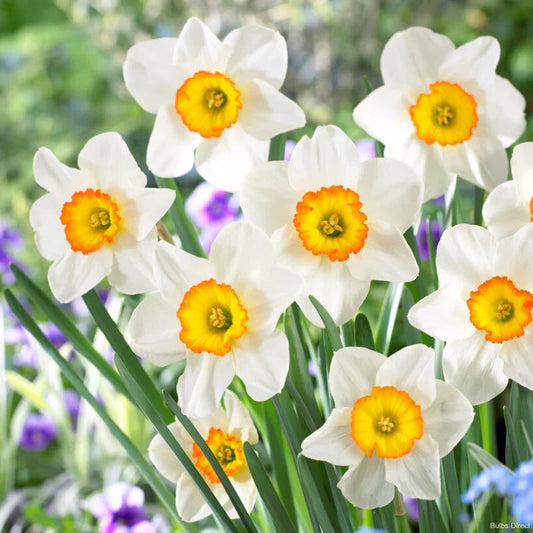 White Yellow flower seeds